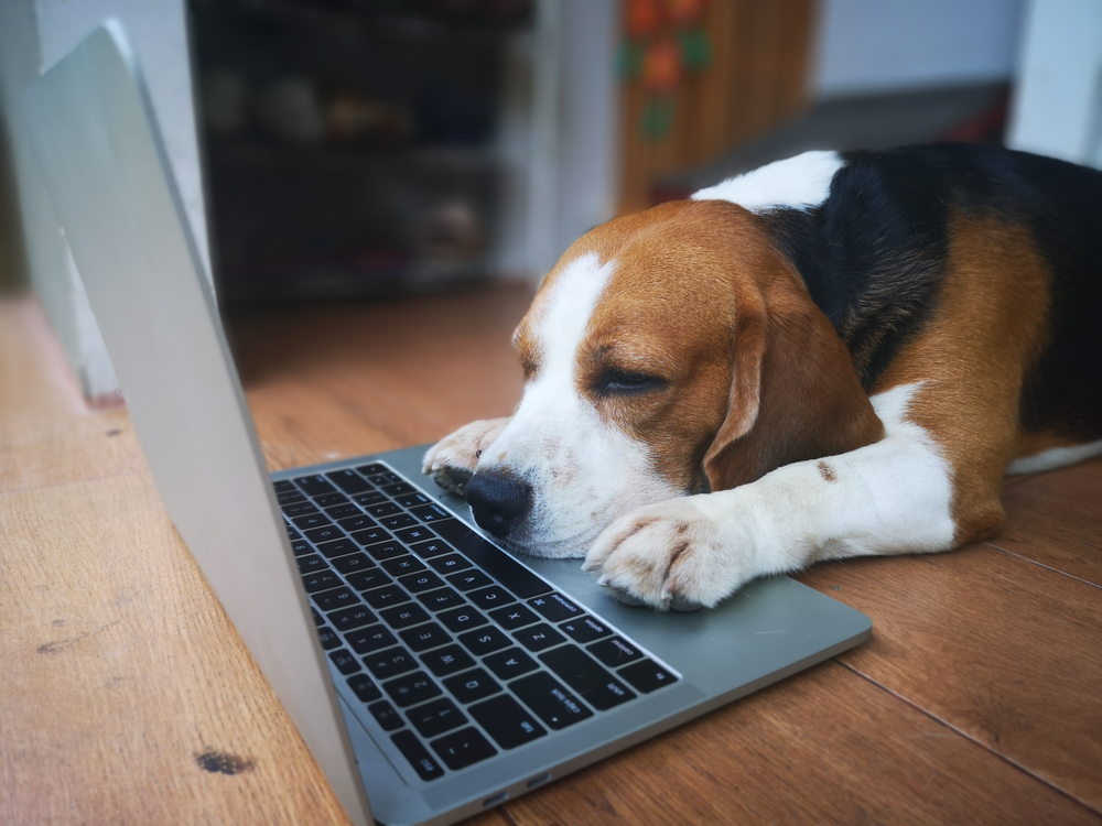 宅犬ハッピー2