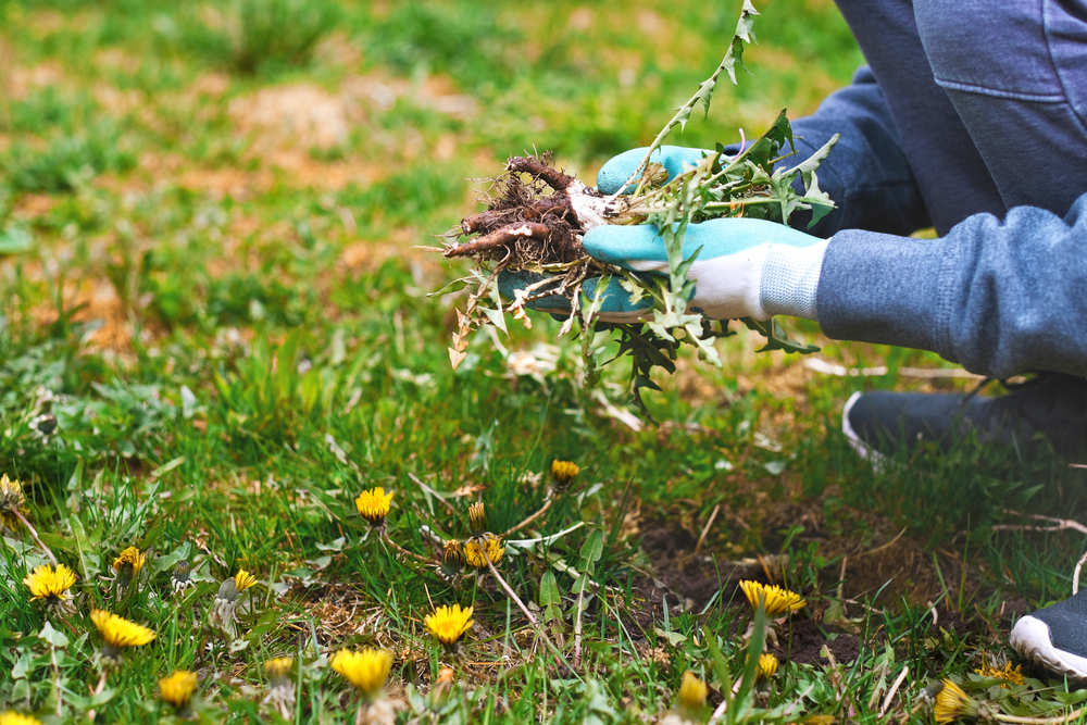 空室対策「除草」解説。早めの雑草対策で美観改善&入居率アップを目指す